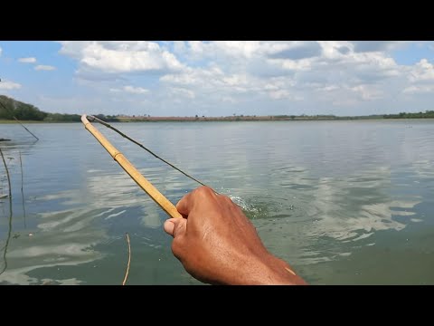 Ilhas no meio do Rio marinheiro lotado de tilápias gigantes