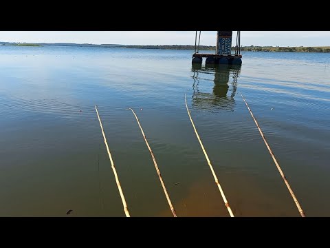 Cardume de tilapias selvagens tucunare e até uma espada