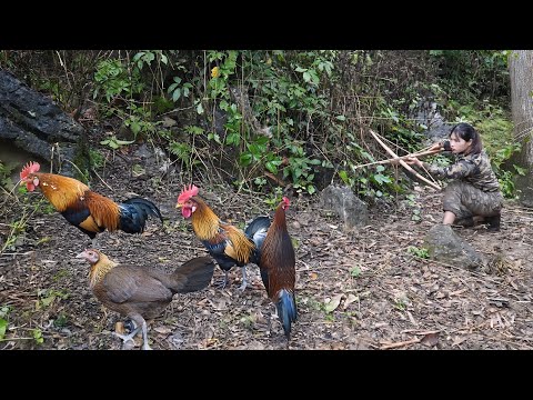 Discovering traces of wild jungle fowl, immediately