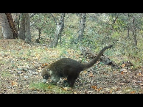 "Coati" The Desert Monkeys