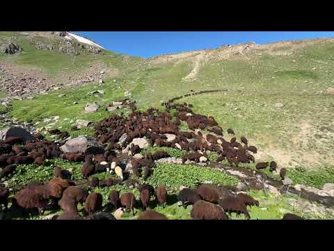 KÜÇÜK ÇOBAN CESUR İLE KUZU ÇOBANLIĞI