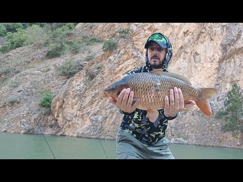 SAZAN AVI Akşam suyu boy boy sazan yakaladım Aynalı ve