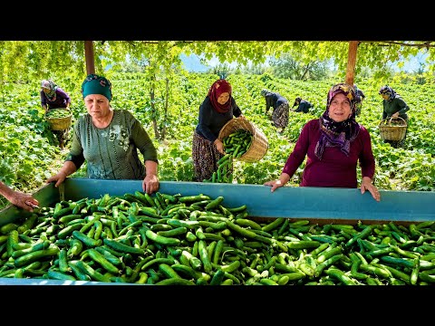 Köy Hayatı İlk Salatalık Ve Acur Hasadı Kışlık Turşu