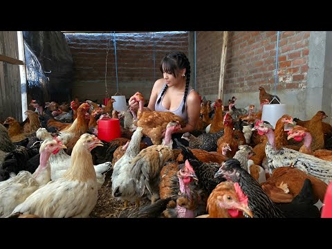 Por qué las GALLINAS CRIOLLAS dejan más DINERO que otras