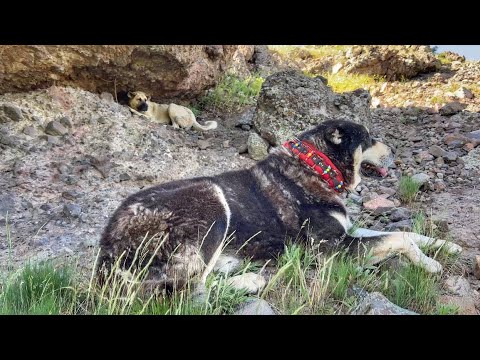 GECE AYI KURT KOVALAMASI GÜNDÜZ SICAK HAVA KÖPEKLER YORGUN