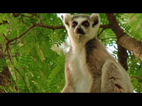 Madagascar : une des biodiversités les plus riches de la