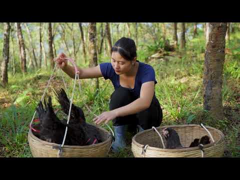 Harvesting Wild Chickens , Their Eggs & Go to Market Sell