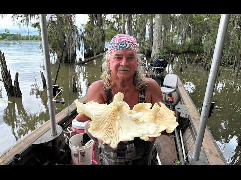 Foraging GIANT Oyster Mushrooms in the Swamp Catch and