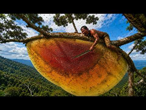 A perilous hunt for giant wild honey Confronting a massive