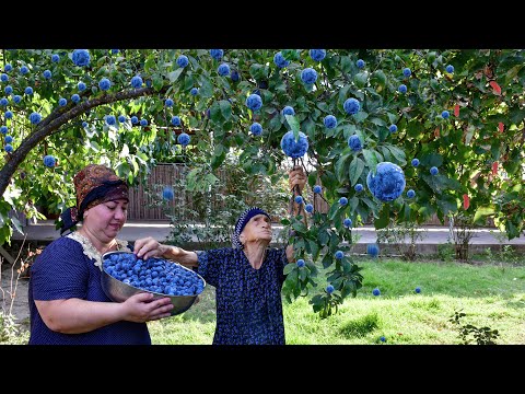 HARVESTING BLACKTHORN, MAKING JAM AND PICKLES