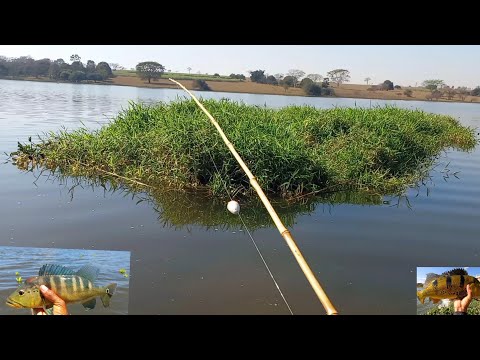 Pescaria de traíra e tucunare usando lambari vivo e a Zig