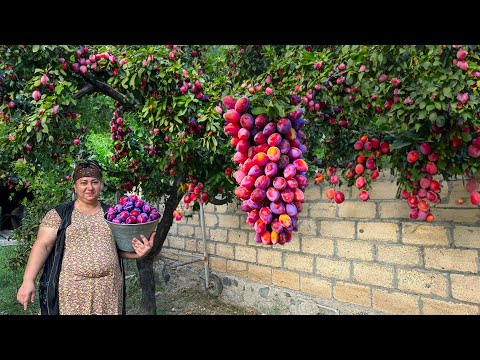 Harvesting Big Plums Making Pie and Jam