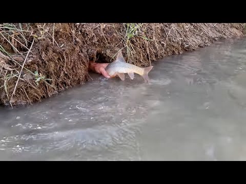 GREAT FISHING / BÜYÜK SAZAN AVI / Fishing Technique