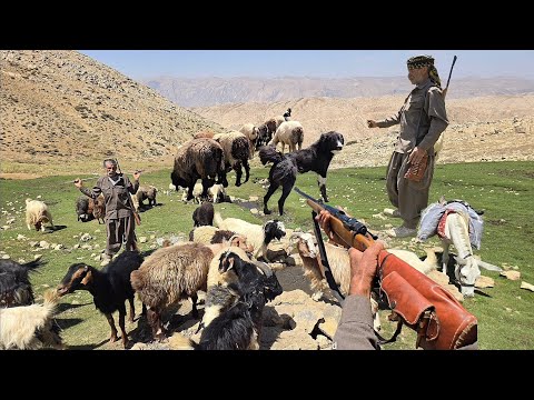 The most fascinating documentary Iranian nomads: Grazing