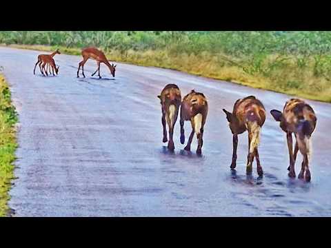 Careless Impalas Busy Drinking Let Wild Dogs Walk Right Up