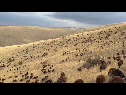 FATİH İÇİN GİTME VAKTİ - KOYUNLAR MEYVELERE SALDIRIYOR