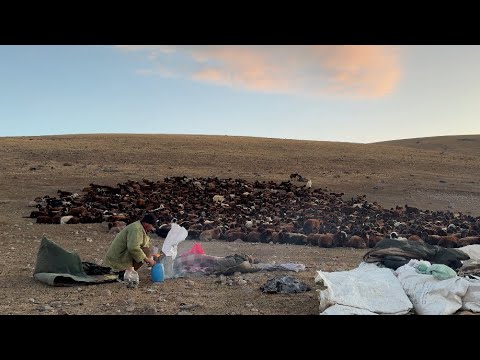 3 BİN RAKIMLI DAĞLARDA SOĞUK HAVA—DRONLA TİLKİYİ İZLEME