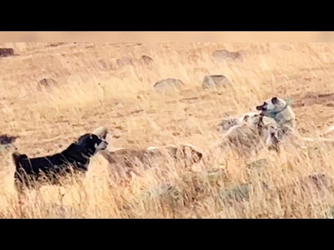 POZGEVR İLE BOZO DİĞER SÜRÜ KÖPEKLERİNE SERT ÇIKTILAR