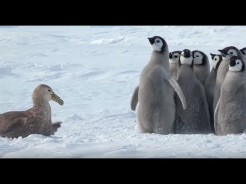 Penguin Chicks Stand Up To Giant Petrel With The Help of