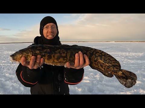 3 Days Ice Fishing in Alaska - Burbot Catch and Cook