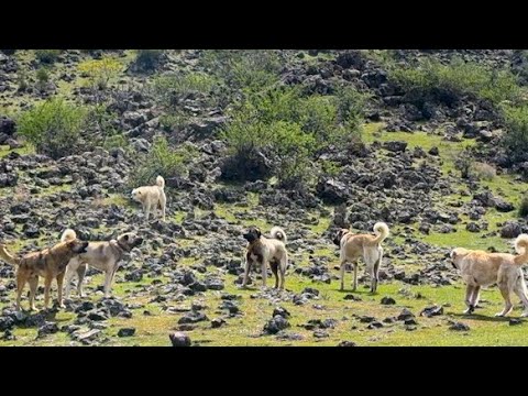 HIRÇOYA SALDIRDILAR BAZIN YETİŞTİ - KURTLAR DİĞER SÜRÜLERE
