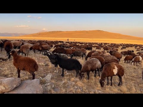 KUZULAR BÖLÜNDÜ KURTLAR GÖRMEDİ - BİR GÜNDE 70 KOYUN KOÇA