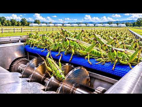 How Billions of Grasshoppers Are Turned Into Protein Powder