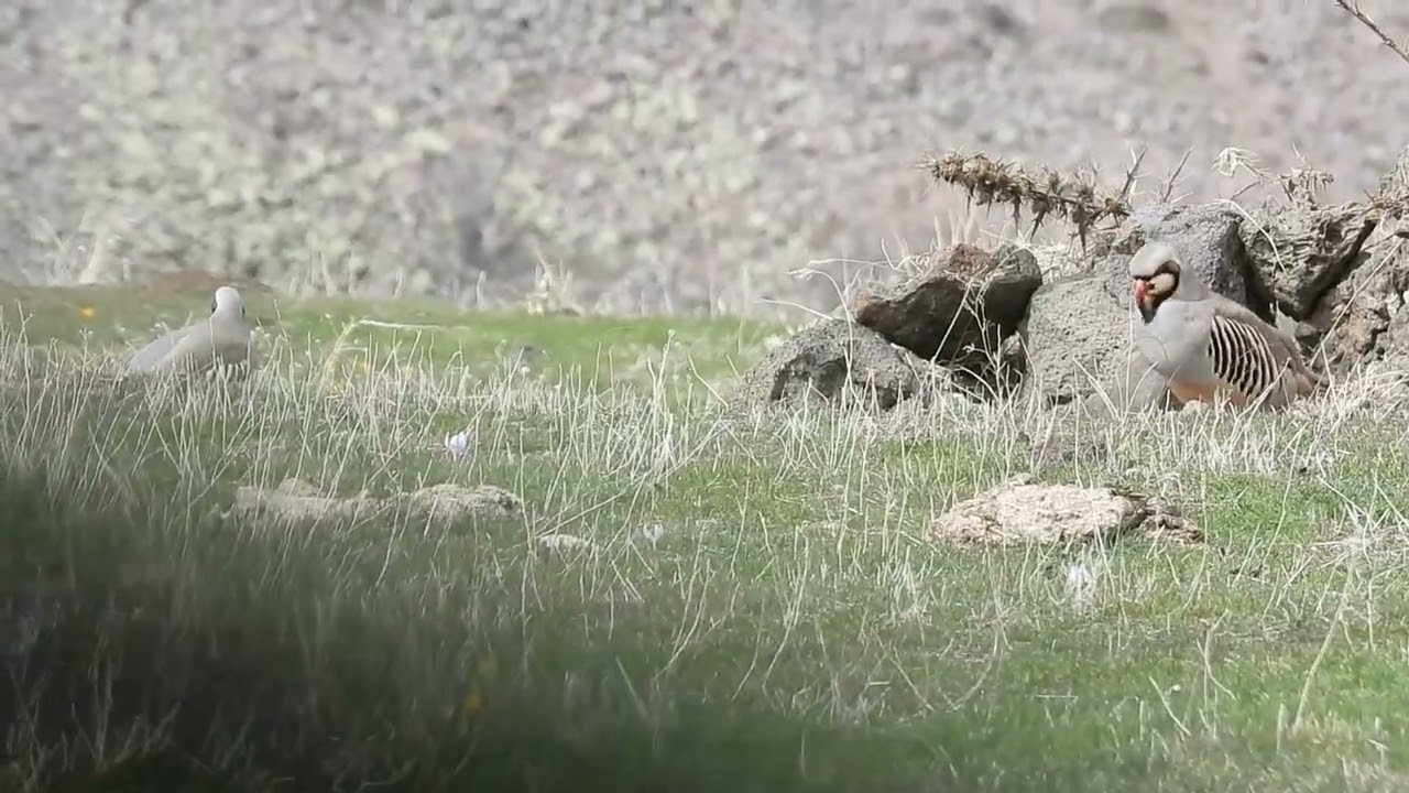 Keklik Avı (Bağlı) - الحجل طائر - куропатка - partridge