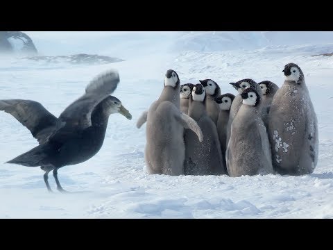 Penguin chicks rescued by unlikely hero Spy In The Snow