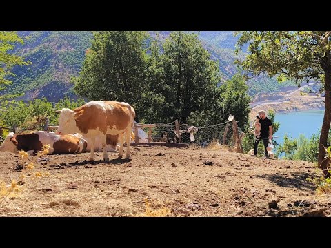 Göl Manzaralı Yüksek Dağ Köyünde Hayvanlarımla Saf ve Sevgi