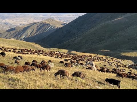 BİTMEYEN KOÇ DÖVÜŞLERİ SÜRÜ İÇİN KEYİFLİ DÖNEMLER