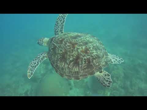 Madagascar, Nosy Be ,Turtle