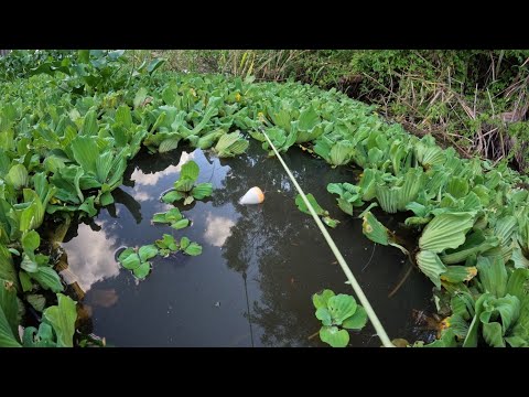 Pescaria caipira no Rio turvo é difícil acreditar mas sai