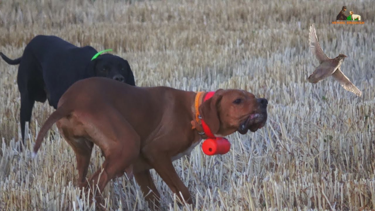 AV KÖPEĞİ İLE MÜKEMMEL BILDIRCIN AVIİNGİLİZ POİNTER AV