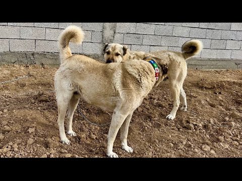 BÜTÜN KÖPEKLER HIRÇOYU TUTMUŞ - ÜÇÜZ KOYUN
