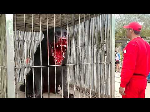 Dünyanın En Tehlikeli 20 Köpeği (Polis bile yaklaşamıyor)
