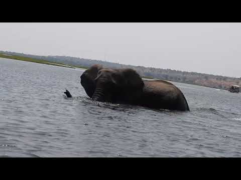 elephants crossing the chobe river in Botswana