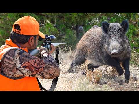 HUNTING GIANT WILD BOARS (MASSIVE HERDS)