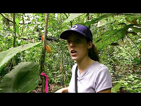 Panama : trésor vert sur l'île de Barro Colorado