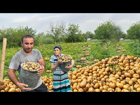 Mix of Potato, Eggplant, Tomato Harvest and Grandma's