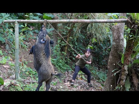 A solid shelter, wild boar traps in action – the real