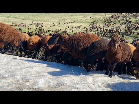 YOLCULUĞUN SON GÜNÜ KIŞLAYA VARDIK - KOYUNLAR SUSUZLUKTAN