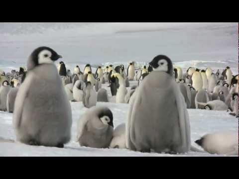Emperor penguins at Snow Hill Island