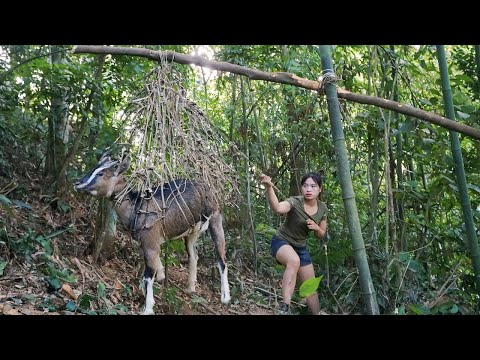 200 days of survival in the wild, wild boar trapping
