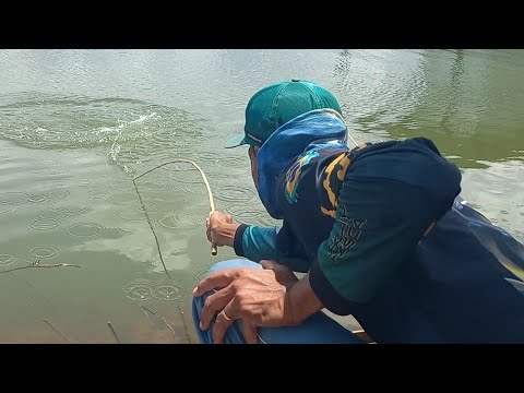 Impressionante cardume enorme encostou no Rio turvo