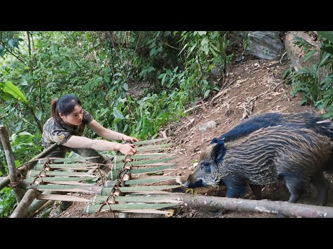 how to make traps, catch wild pigs, survival skills in