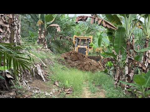 Road Service in Oil Palm Plantation Bulldozer D6R XL Works
