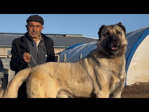 100 YILDIR KANGAL KÖPEĞİ VE KANGAL KOYUNU YETİŞTİREN AZİZ