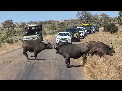 Cape Buffalo in Kruger National Park, South Africa
