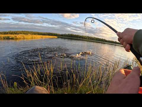 I caught this fish for the first time and cooked it on an